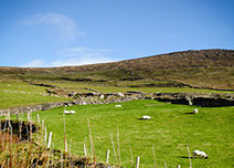 Sheep grazing on a hill of green grass on a beautiful sunny day with a blue sky
